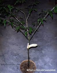 Image result for Gonatopus