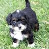 Why buy a bernese mountain dog puppy for sale if you can adopt and save a life? 1