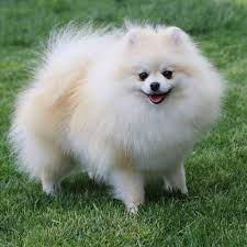 Foxy Nose Kleinspitz And Pomeranian Breeder Svetla Koleva Bulgaria Pomeranian Breeders Pomeranian Pets 3