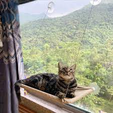 Cat window hammock cat window mounted perch cat resting shelf 360° sunny seat space saving cat beds for indoor cats 4.6 out of 5 stars 591 #29. Amazon Com Cat Window Perch Cat Hammock Window Seat Bed Space Saving Design 360 Sunbath Holds Up To 50lbs For Any Cat Size Pet Supplies