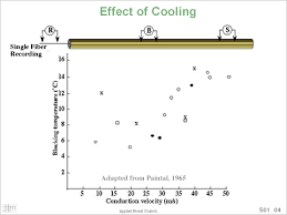 Image result for Nerve Conduction Velocity