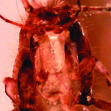 This truman scientific guide to pest control operations 7th edition will present you more than people admire. Pdf First Record Of The Four Lined Silverfish Ctenolepisma Lineata Fabricius 1775 Zygentoma Lepismatidae In Norway With Notes On Other Synanthropic Lepismatids
