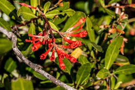 Image result for Helichrysum harveyanum