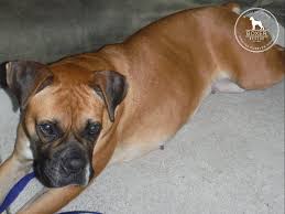 pin on dogs for adoption