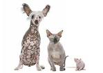 hairless cat price - NOCOATKITTY SPHYNX