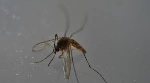 Is de tijgermug gevaarlijk en hoe merk je dat je gestoken bent? Achtertijgermuggen Hoe Kun Je Jezelf Deze Zomer Effectief Beschermen