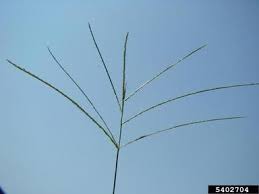 Image result for Digitaria sanguinalis