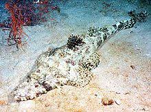 Der krokodilfisch hat ein krokodilähnliches aussehen und gehört zu den knochenfischen. Plattkopfe Wikipedia