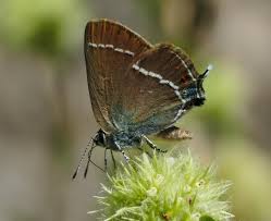 Image result for Satyrium orbiculare
