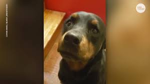 Dog Protects Bread Until Family Comes Back Home