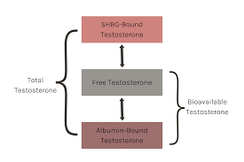 Image result for Total Testosterone