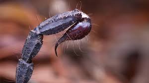 Remastered in hd!best of scorpions: Scorpion Venom Could Provide Clue Into Non Opioid Treatments For Chronic Pain Biospace