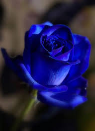 Most Beautiful Black And Blue Roses My Blue Rose Beautiful Roses Popular Flowers Beautiful Flowers