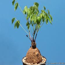 Image result for Dolichos sericeus