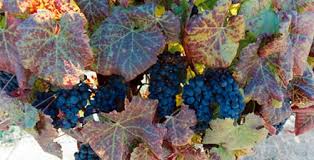 Image result for Grapevine leafroll virus