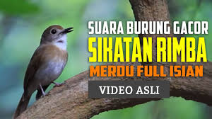 Punggung dan ekor tersapu warna merah karat. 81 Gambar Burung Srdc Gambar Pixabay
