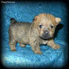 High pines norwich terriers www.highpinesnorwich.com purebred champion norwich terriers since 1975. Norwich Terrier Pictures P02j4hmg7v0 Norwich Terrier Norfolk Terrier Norwich Terrier Puppy