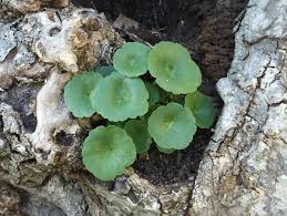 Image result for Umbilicus botryoides