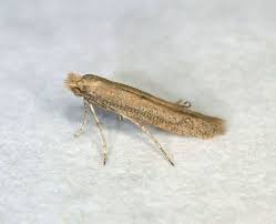 Image result for Anania perlucidalis