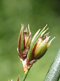 Image result for Juncus exsertus