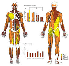 There are around 650 skeletal muscles within the typical human body. Scielo Brasil Dystrophic Muscle Distribution In Late Stage Muscular Dystrophy Dystrophic Muscle Distribution In Late Stage Muscular Dystrophy