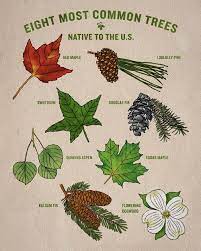 Naturevalley It S Arbor Day Time To Break Out Arbour Day Flower Names Tree