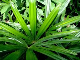 Maybe you would like to learn more about one of these? Broadleaf Lady Palm Rhapis Excelsa Growing Tips And Care