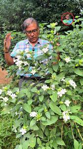 Image result for Acanthopale confertiflora