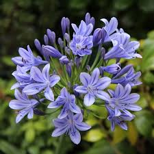 Image result for Agapanthus codii