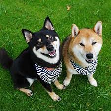 おはようございます good morning ひめあず 花金 頑張ろう ひめあずドッグラン shiba snap 柴犬 shibastagram dog shibainu kawaii cute 口角キュキュッと部 regram via himeko azuki 柴犬 犬 ペット