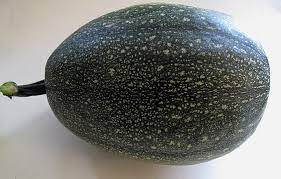 Maybe you would like to learn more about one of these? Cucurbita Pepo Wikiwand
