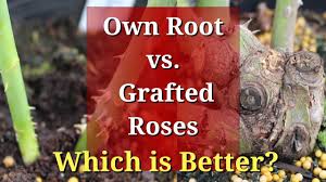 Certainly would have saved a lot of work tearing out those dr. Own Root Vs Grafted Roses Which Are Better Youtube