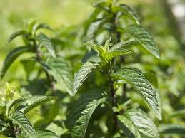 Schokoladenminze Erst Im Garten Dann Im Glas Oder Kuchen Minze Pfefferminze Trocknen