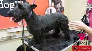 This is a clippered pet hair style.see more on caring for your dogs coat tools. Scottish Terrier Grooming Youtube