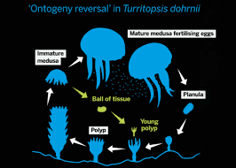 This section outlines these different parts and what makes them special. Everlasting Life The Immortal Jellyfish