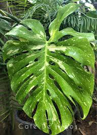 Monstera Deliciosa Thai Constellation Variegated Plants Plants Plant Leaves