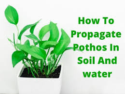 We did not find results for: How To Propagate Pothos In Soil And Water Flowersandflowerthings