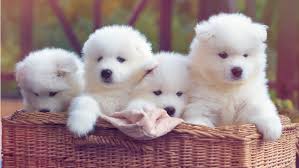 buying a dog online what to look out for