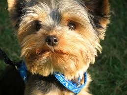 Another effective way to prevent hair loss. Top 5 Yorkie Haircut Styles For 2019 The Dog People By Rover Com