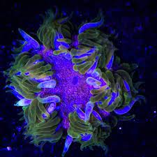 Green Rock Flower Anemone World Wild Corals Ebay Anemone Corals For Sale Coral