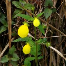 Image result for Calceolaria tripartita