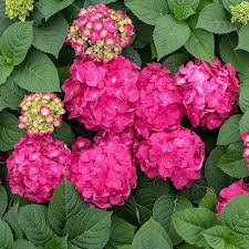 Unlike some hydrangeas, the soil's ph does not affect the flower color. Bigleaf Hydrangeas White Flower Farm