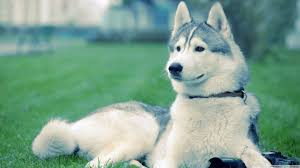 Husky wallpapers, backgrounds, images 1366x768— best husky desktop wallpaper sort wallpapers by: Wallpaper Laptop Husky Wallpaper Laptop Cute Puppies Images
