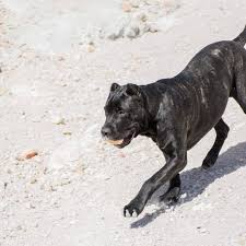 This is the second round of this test, it tests prey drive, tenacity, bite. Get To Know The American Bandogge Aka Bandog A Regal Beast Animalso