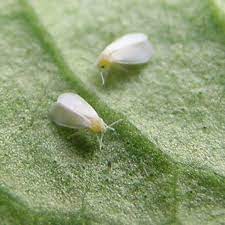 To get rid of dreaded whiteflies, you'll need to employ an integrated pest control philosophy. How To Get Rid Of Whiteflies Organic Pest Control Growing Organic