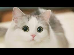 63 gambar kucing lucu ini bakal bikin kamu gemes. Kumpulan Foto Kucing Lucu Dan Imut Youtube
