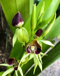 Maybe you would like to learn more about one of these? Apa Bedanya Anggrek Hitam Kalimantan Dan Papua