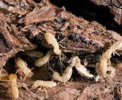 Termite and pest control services in riverside. Pest Control Exterminators In Riverside Ca Termite Bedbug Fumigation Tenting Eastvale Corona