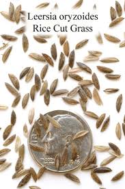 Image result for Leersia