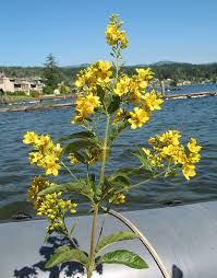 Ok, that may sound a little cheesy, but they really are bright lights in a perennial bed. Washington State Noxious Weed Control Board